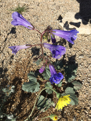 Phacelia campanularia vasiformis