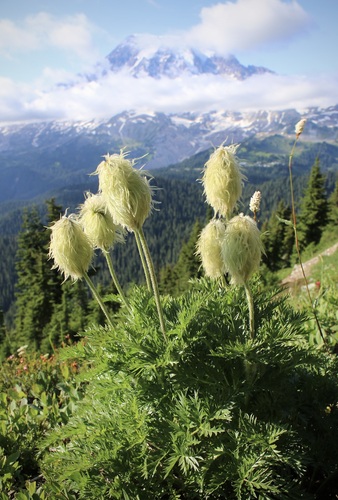 white pasqueflower photographed in Washington