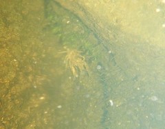 Faxonius rusticus × propinquus