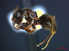 Lasius niger
