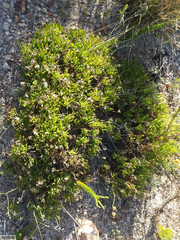 Dimorphotheca acutifolia
