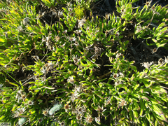 Dimorphotheca acutifolia