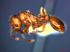 Myrmica sabuleti