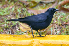 Ptiloxena atroviolacea