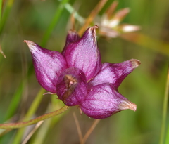 Trifolium depauperatum