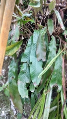 Pyrrosia stigmosa