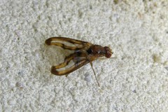 Toxonevra muliebris