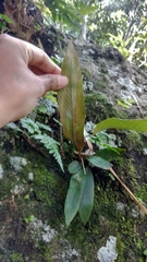 Pyrrosia stigmosa