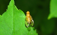 Toxonevra quinquemaculata