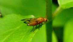 Toxonevra quinquemaculata