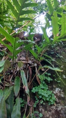 Microsorum scolopendria