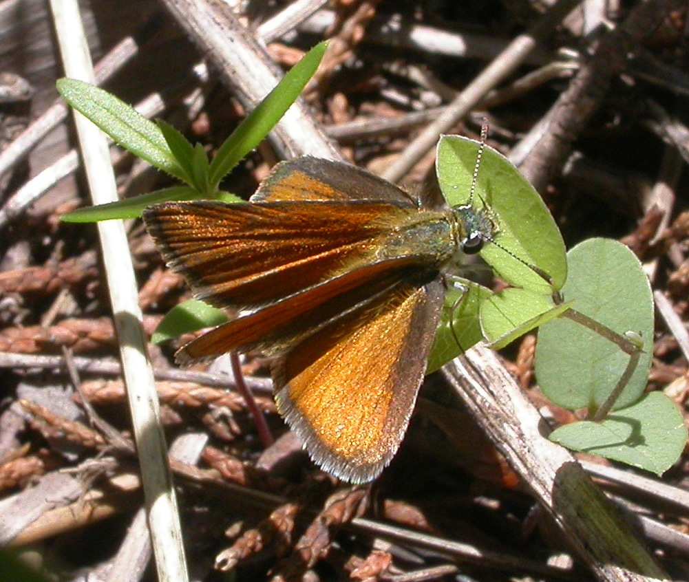 Edwards' Skipperling