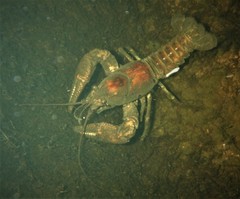 Faxonius rusticus × propinquus