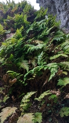 Selaginella involvens