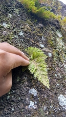 Selaginella involvens