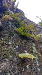 Selaginella involvens