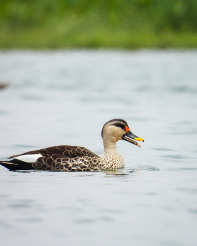 Canard à bec tacheté