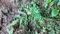 Tectaria siifolia