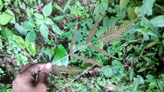 Tectaria siifolia