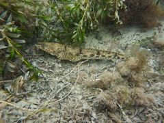 Platycephalus laevigatus