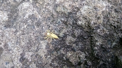 Telamonia