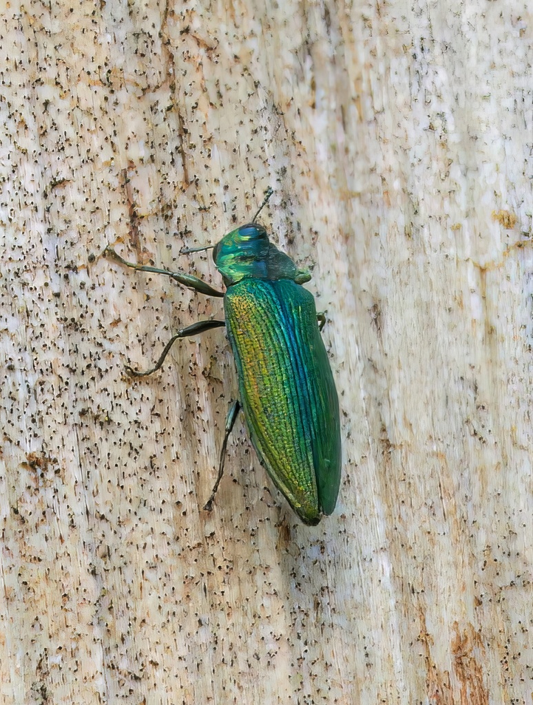 Coomaniella biformis