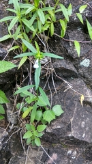 Leucas lavandulifolia