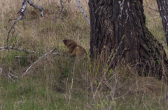 Marmota kastschenkoi