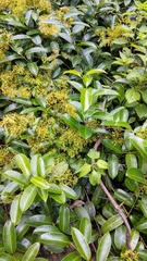Anodendron
