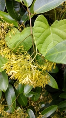 Anodendron