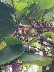 Brotogeris pyrrhoptera