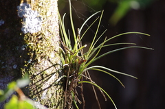 Tillandsia fasciculata