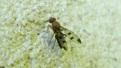 Geomyza tripunctata