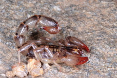 Bothriurus dumayi