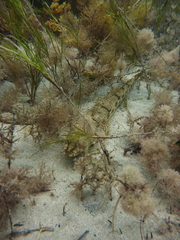 Platycephalus laevigatus