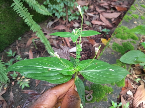 Spigelia image