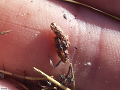 Cliffortia tuberculata