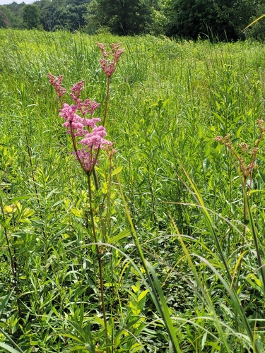 Image of Filipendula rubra by no rights reserved