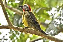 Xiphidiopicus percussus