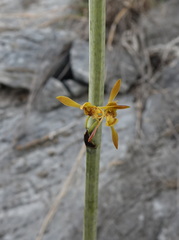 Eulophia calcarata image