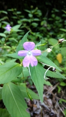 Impatiens platypetala