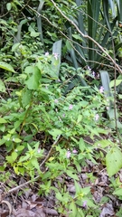 Impatiens platypetala