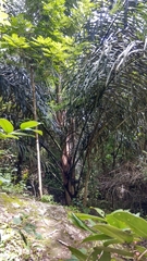 Arenga pinnata