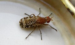 Euthycera chaerophylli