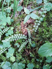 Asplenium viride image