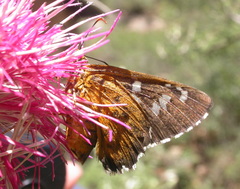Apyrrothrix araxes
