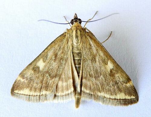 Loxostege munroealis