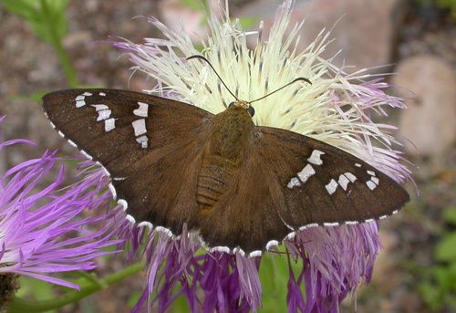 Dull Firetip