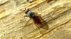 Heteromyza atricornis