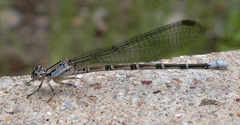 Argia tonto